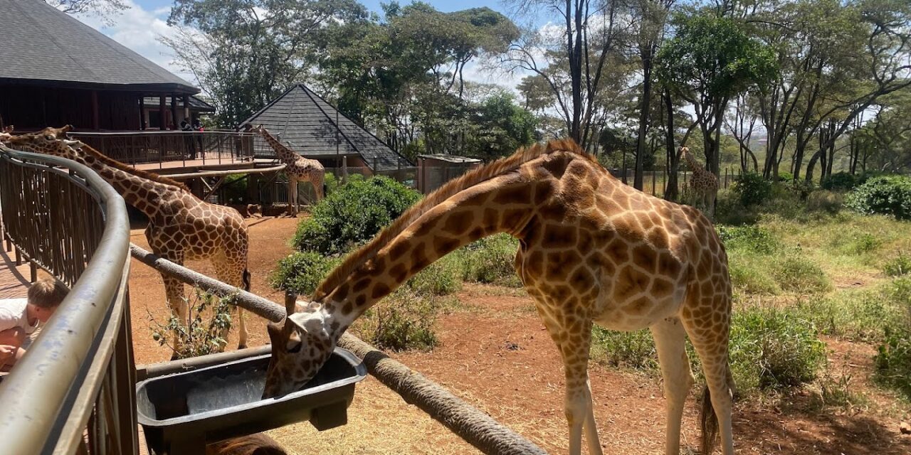 The Giraffe Centre